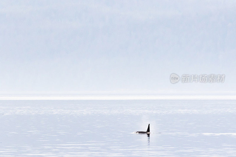 虎鲸(Orcinus orca)在查塔姆海峡，阿拉斯加东南部